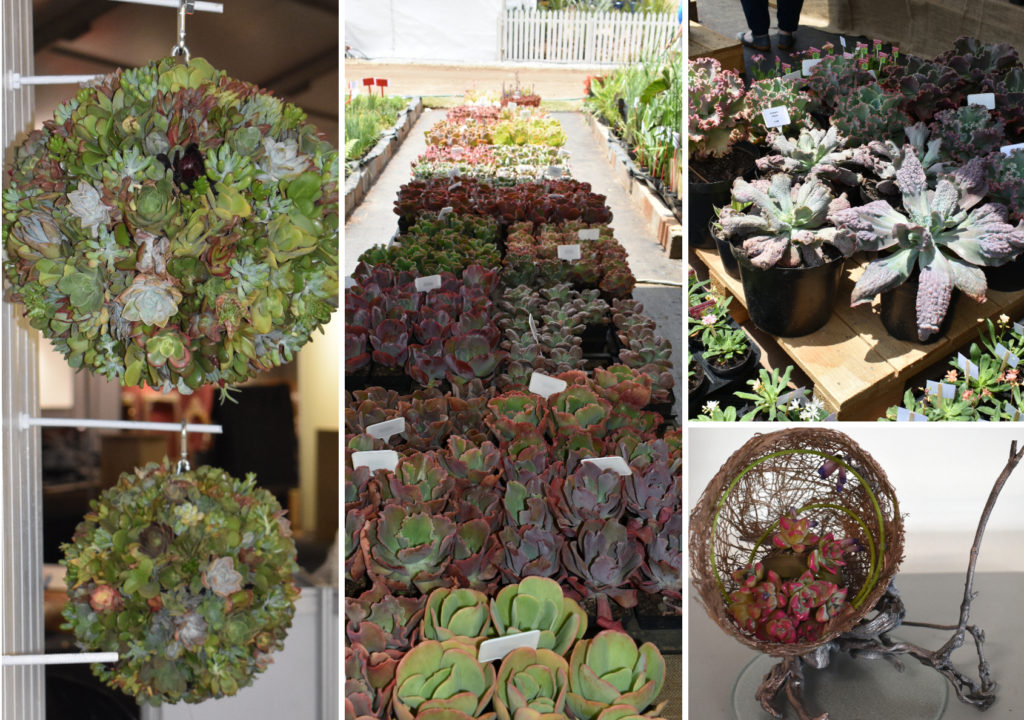 South African Succulents